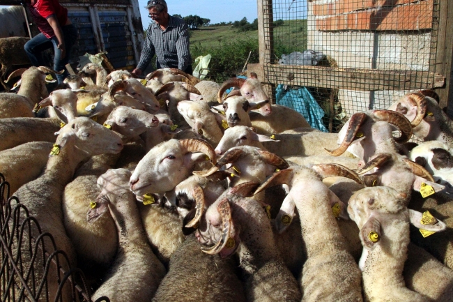 Trakya'dan İstanbul'a kurbanlık sevkiyatı devam ediyor
